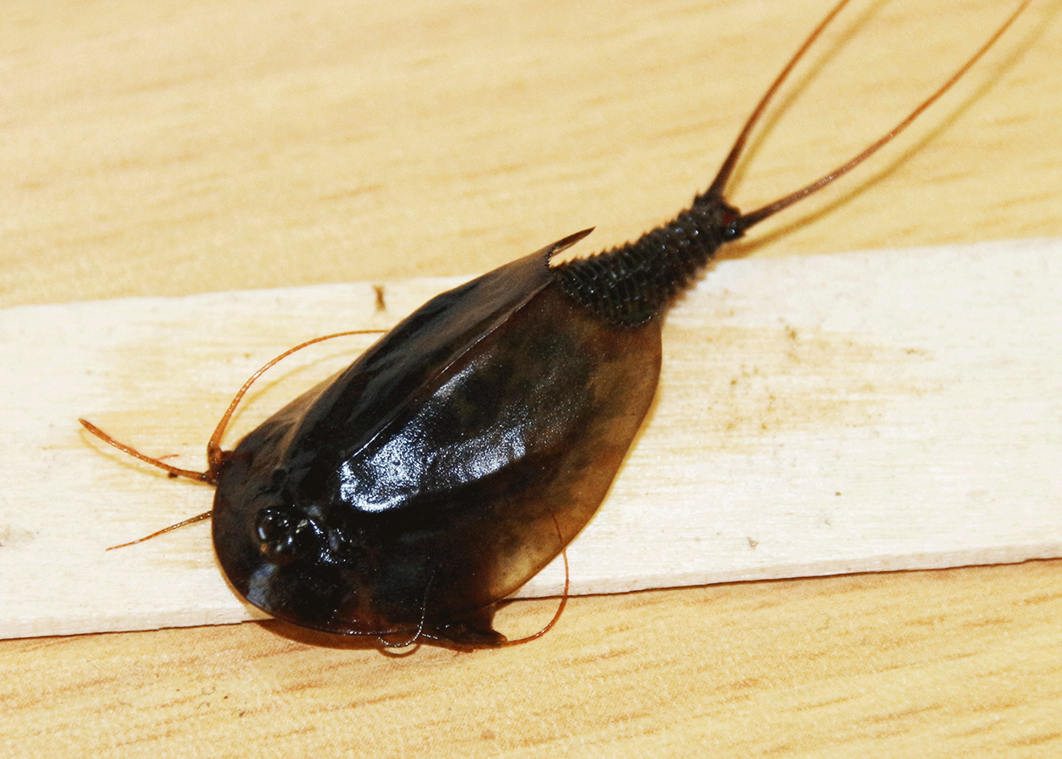 Wie lange Leben Triops? - Triops Spektrum